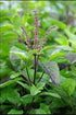 Rama & Shyama Tulsi Seeds For Planting